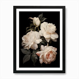 White Roses 3 Art Print