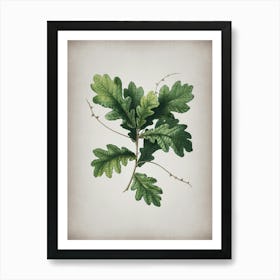 Vintage English Oak Botanical on Parchment n.0051 Art Print