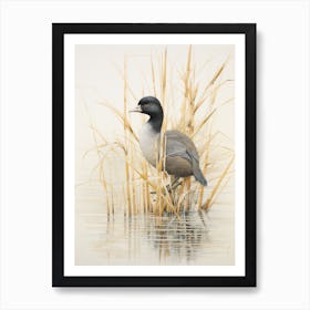 Vintage Bird Drawing Coot 4 Art Print