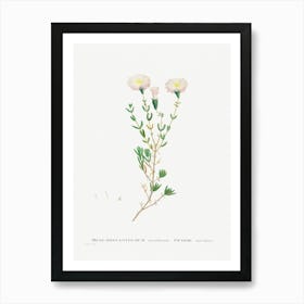 Mesembryanthemum Nodiflorum, Pierre Joseph Redoute Art Print