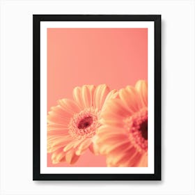 Peach fuzz trend - blooming beauties soft pastel orange colored Gerbera flowers in summer - floral nature and travel photography by Christa Stroo Photography Art Print