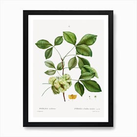 Common Hoptree, Pierre Joseph Redoute Art Print