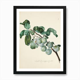 Plums Art Print