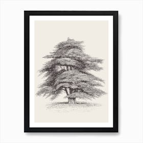 Cedar of Lebanon Sketch One Art Print