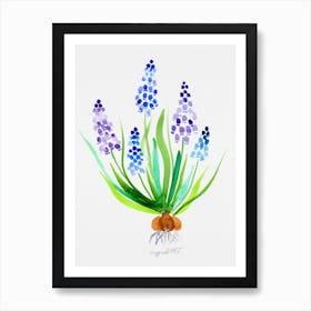 Muscari watercolor artwork Art Print