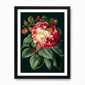 Camellia 3 Floral Botanical Vintage Poster Flower Art Print