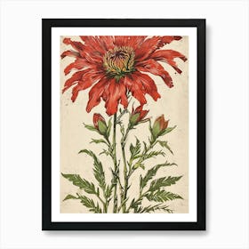 Red Cosmos Art Print