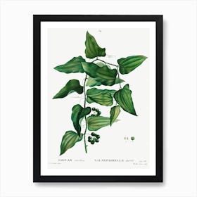 Smilax, Pierre Joseph Redoute 1 Art Print