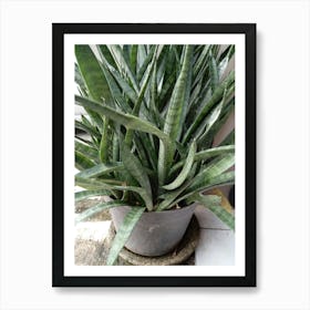Plant In A Pot Art Print
