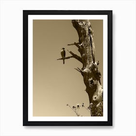 Sepia Falcon Art Print