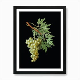 Vintage Grape Vine Botanical Illustration on Solid Black n.0524 Art Print