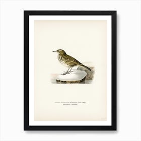 Water Pipit (Anthus Spinoletta Rupestris), The Von Wright Brothers Art Print