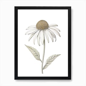 Echinacea Vintage Botanical Herbs 1 Art Print
