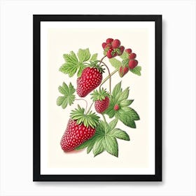 Wild Strawberries, Plant, Vintage Botanical Drawing Art Print