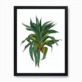 Scarlet Star (Guzmania Lingulata) Watercolor Art Print