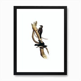 Vintage Black Tailed Tree Creeper Bird Illustration on Pure White n.0046 Art Print