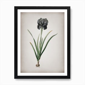 Vintage Mourning Iris Botanical on Parchment n.0962 Art Print