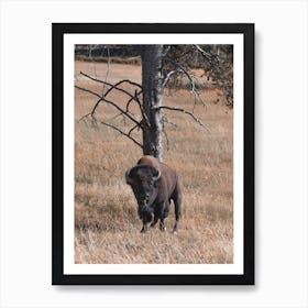 Western Bison Near Tree Art Print