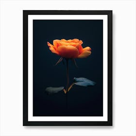 Orange Rose 25 Poster