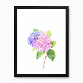 Hydrangea Watercolour Flower Art Print