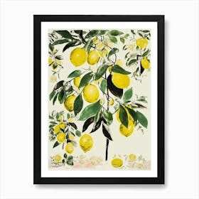 Lime Fruit Drawing 2 Art Print