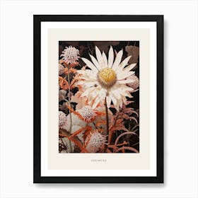 Flower Illustration Edelweiss 2 Poster Art Print