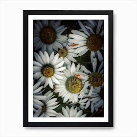 White Daisy Art Print