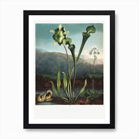 American Bog Plants From The Temple Of Flora (1807), Robert John Thornton Art Print