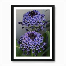 Allium Art Print