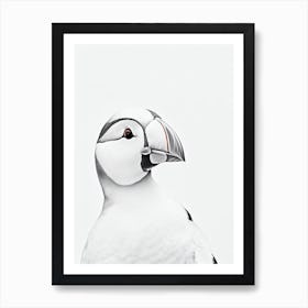 Puffin B&W Pencil Drawing 2 Bird Art Print