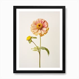 Pressed Flower Botanical Art Zinnia 1 Art Print