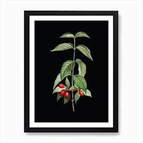 Vintage Cornelian Cherry Botanical Illustration on Solid Black n.0364 Art Print