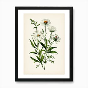 Vintage Botanical Galleria Style Wildflower Painting 35 Art Print