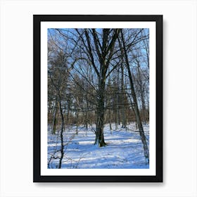 Winter In The Woods 13 Art Print