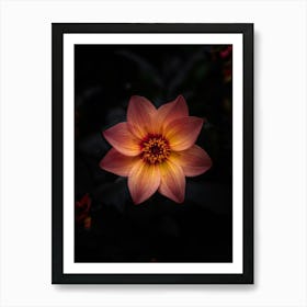 Orange Flower Art Print