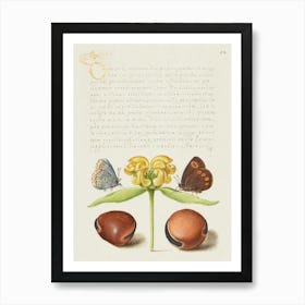 Moths, Jerusalem Sage, And Beans From Mira Calligraphiae Monumenta, Joris Hoefnagel Art Print