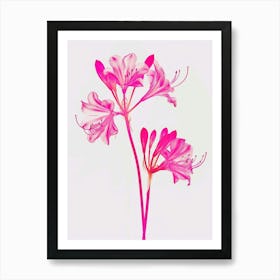 Hot Pink Agapanthus 3 Art Print