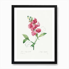 Everlasting Pea, Pierre Joseph Redouté Art Print