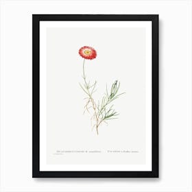 Mesembryanthemum Tenuifolium, Pierre Joseph Redoute Art Print