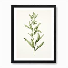 Tarragon Vintage Botanical Herbs 2 Art Print