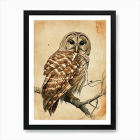 Barred Owl Vintage Illustration 2 Art Print