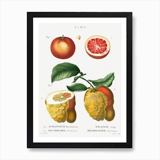 Blood Orange, Pierre Joseph Redoute Art Print