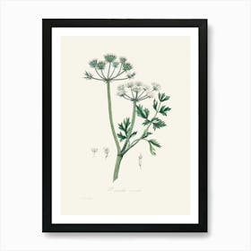 Vintage Botanical John Stephenson and James Morss Churchill Art Print_2731694 Art Print