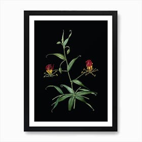 Vintage Flame Lily Botanical Illustration on Solid Black n.0204 Art Print