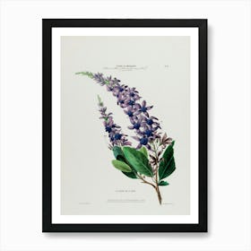 Lilac 4 Art Print