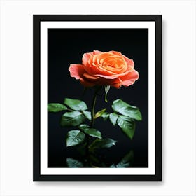 Orange Rose On Black Background 19 Art Print