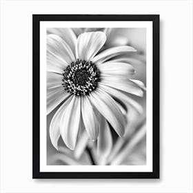 Anemone B&W Pencil 1 Flower Art Print