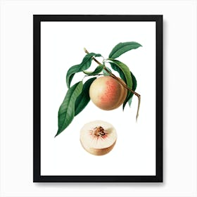 Vintage Peach Botanical Illustration on Pure White 1 Art Print