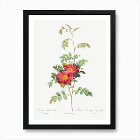 Alpine Rose, Pierre Joseph Redoute Art Print