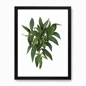 Inch Plant (Tradescantia Zebrina) Watercolor Art Print
